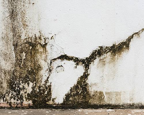 mould on outside wall of a home